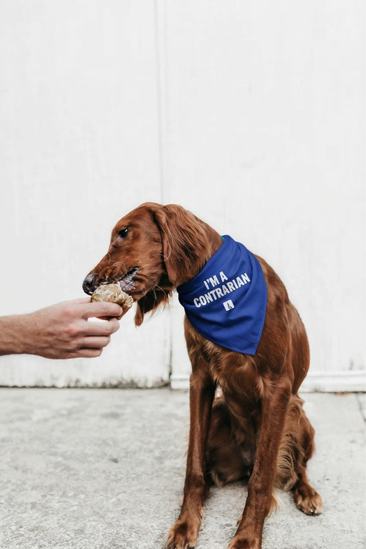 Pet Bandana